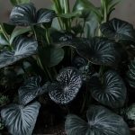 dark foliage gardening tips