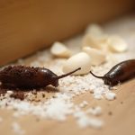 eliminate slugs indoors effectively