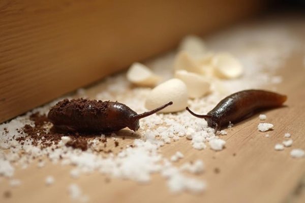 eliminate slugs indoors effectively